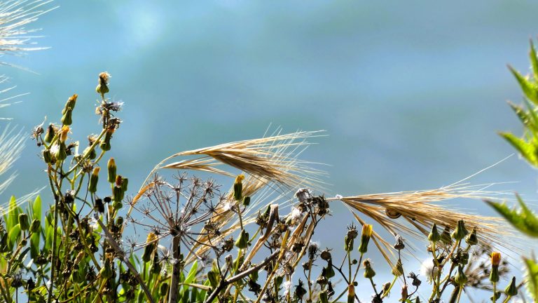 Barbate, tierra de encuentros.